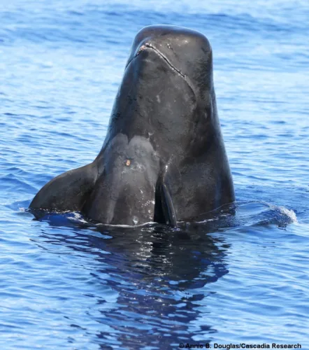 Study finds ‘staggering’ amount of plastic in Hawaii’s pilot whales